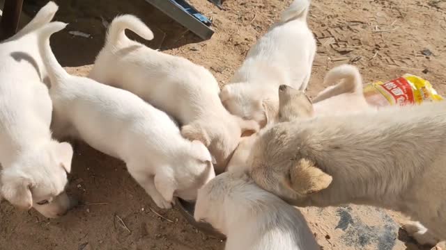 Although a bottle of milk is small, it can temporarily solve the hunger of 7 puppies and dog mothers