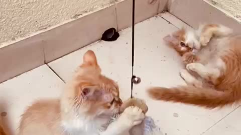 Two cats funny video and playing with each other