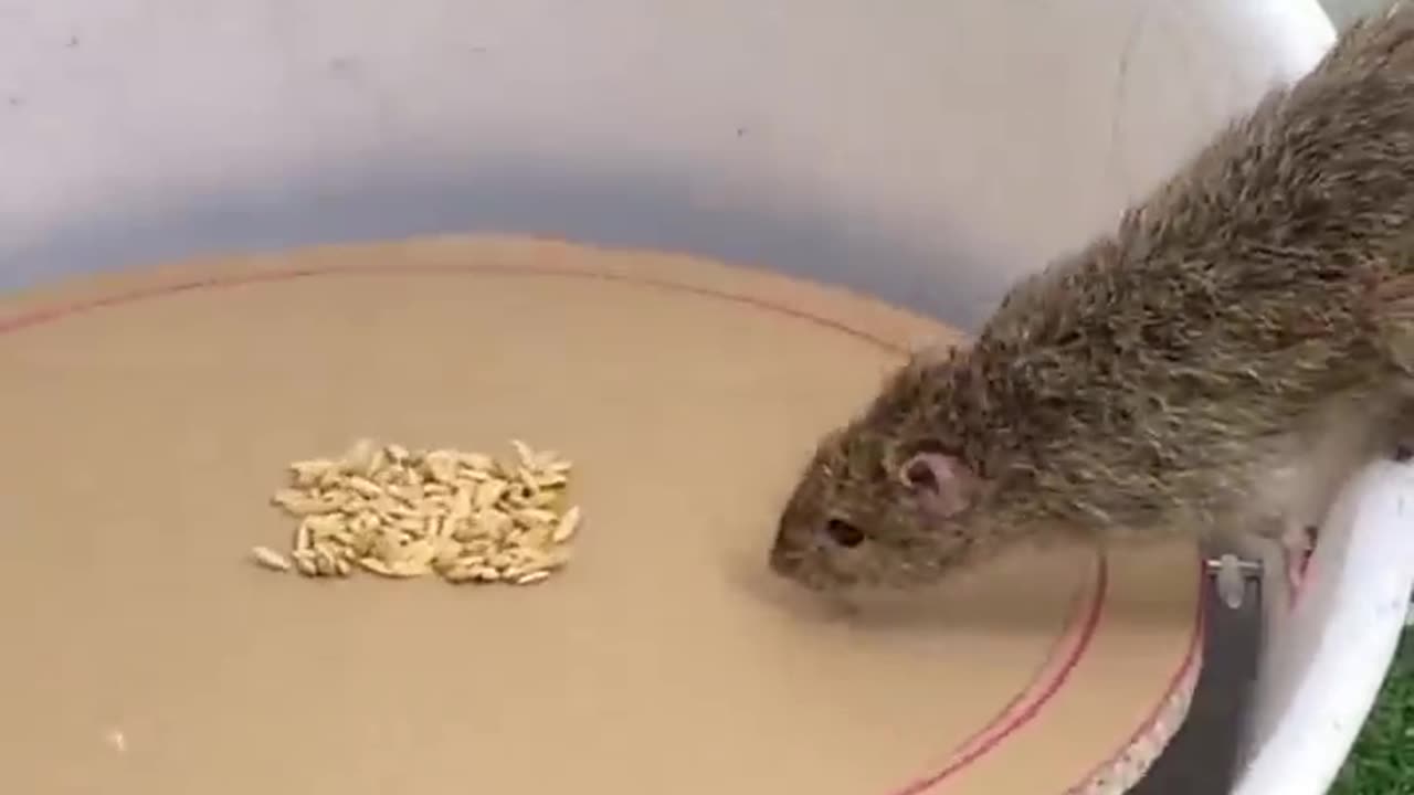 Excellent mouse trap