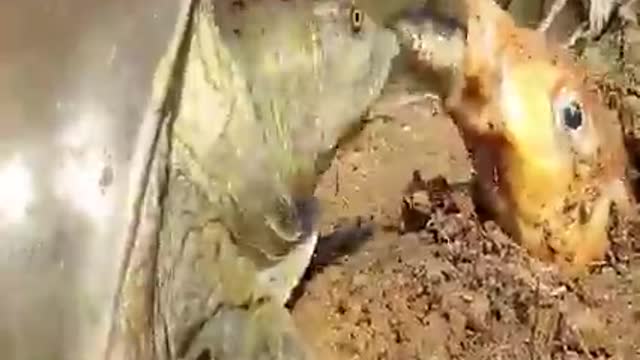 Tortoise And Fish video