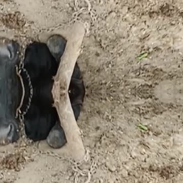 का रिवर्स मैजिक शो #shorts #funny #short #magic #indiamagic #animals