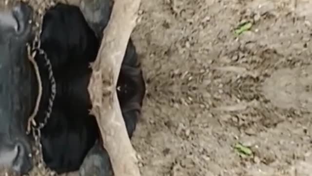 का रिवर्स मैजिक शो #shorts #funny #short #magic #indiamagic #animals