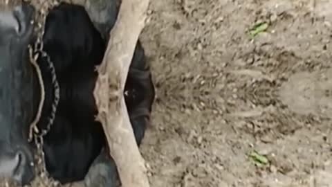 का रिवर्स मैजिक शो #shorts #funny #short #magic #indiamagic #animals