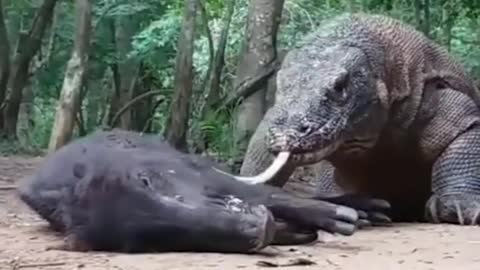 WILD ANIMALS HUNTING PREY COMPILATION RELAX FOR LIFE ​​​#25