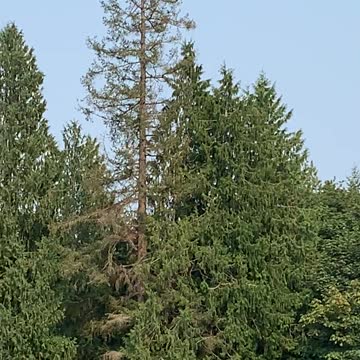 Flight of the Osprey, Flowing Lake County Park Washington