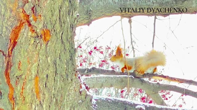 A squirrel that is not afraid of people