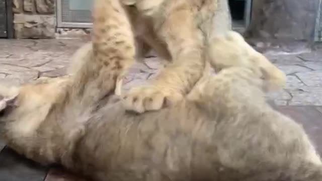 What a sweet picture a fight between brothers is