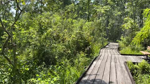 TRAILS AT SPEED JEAN LAFITTE BARATARIA LOUISIANA USA