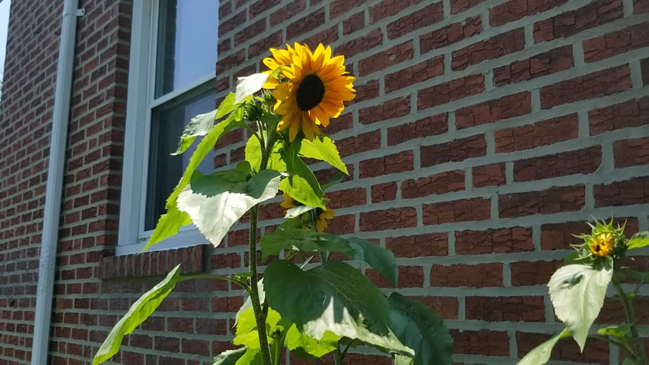 My Maxamillian & Mammoth Sunflower Cross