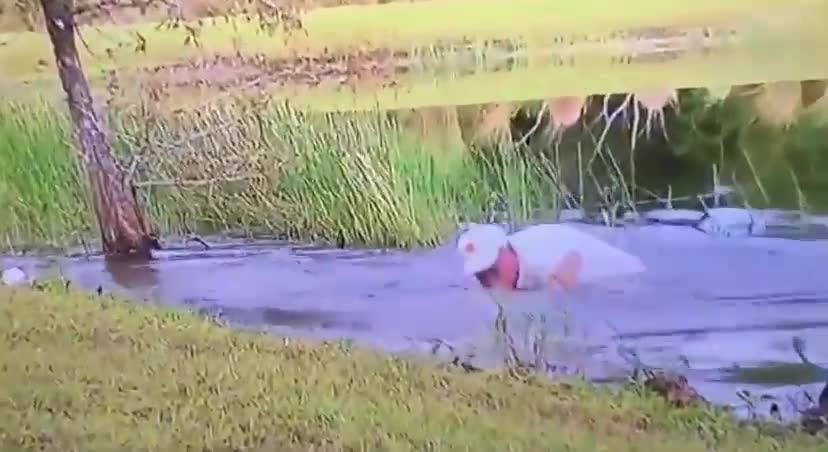 Florida Man Rescues Puppy From Alligator