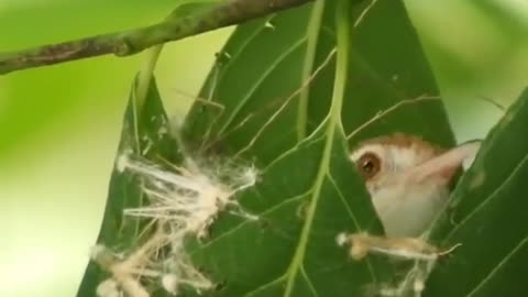 How does Tailorbird 🐦make its nest? Awesome