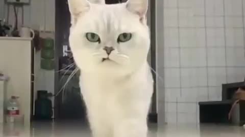 Cat video