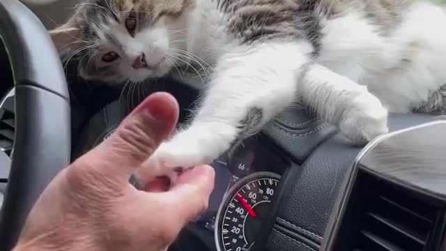 Stop driving and pet me 🐈🏡 Love cats? Like & Share