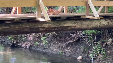 A Newborn Fawn Waits Alone on a Bridge