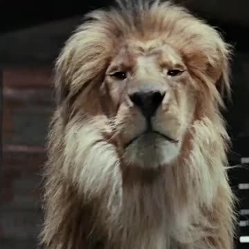 Indy whipping it good! Indiana Jones #pocketwhip