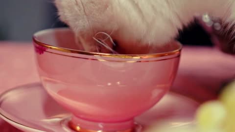 cute cat drinking video #cat #viral