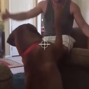 funny cat compilation #shorts #tiktok