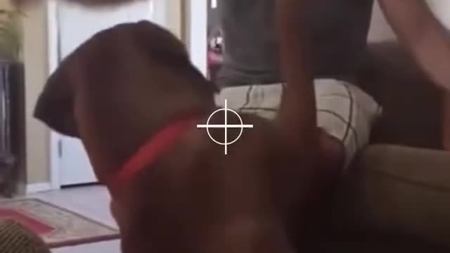 funny cat compilation #shorts #tiktok