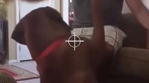funny cat compilation #shorts #tiktok
