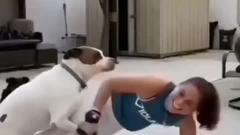 Dog exercise video