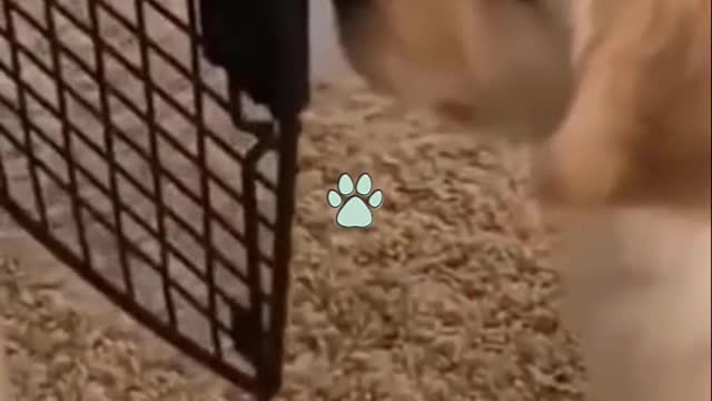 Cutest Try not to Laugh Kittens - Pups - 67