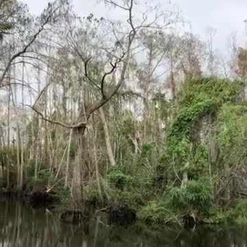 The Everglades This Morning