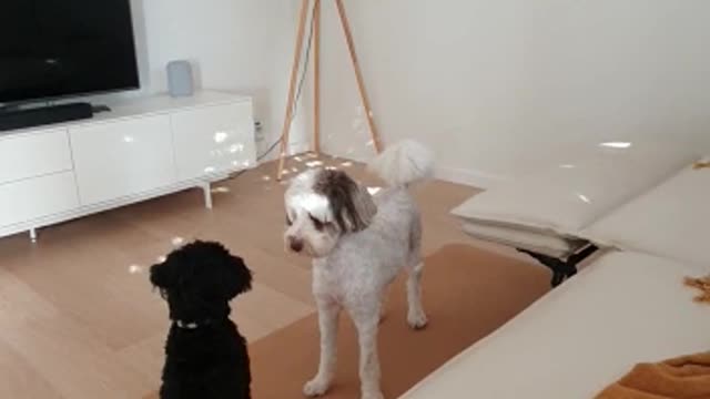 Funny Videos - Dog Play Date