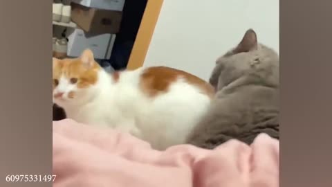 funny cat videos memes