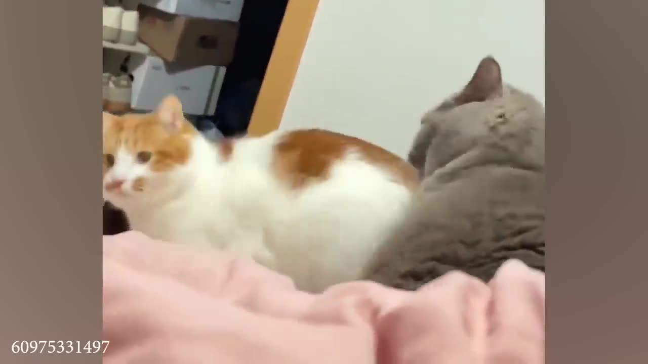 funny cat videos memes