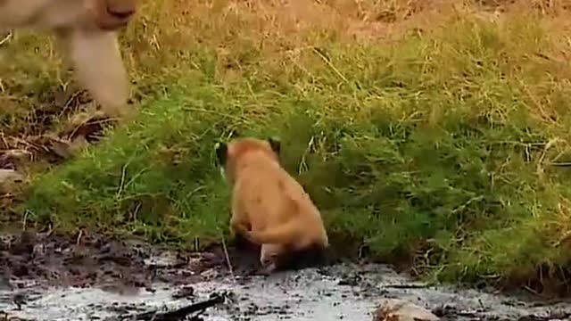 The lion cubs are so cute.