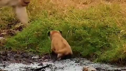 The lion cubs are so cute.