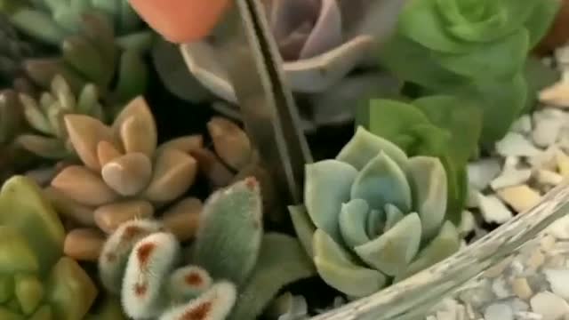 Arrangement with succulents 2