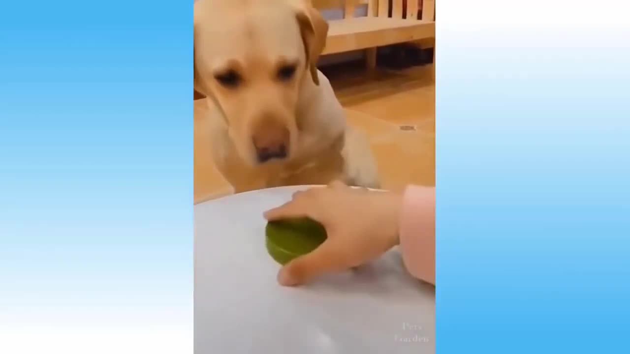 Dog Guessed Right But Helpless