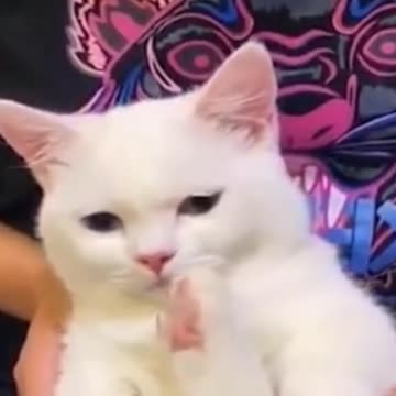 cute and fun animals