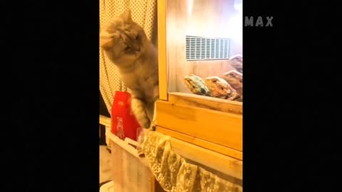 Funny Animal Videos 2023 😇 - Funniest Dogs and Cats Videos 🥰 #12