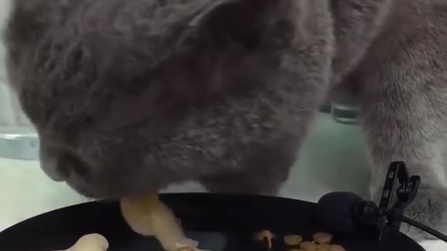 The cat looks so satisfying