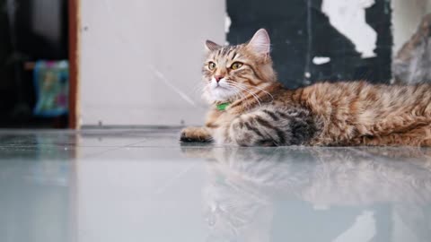 Cute striped cat lounging on the floor in the room lying down