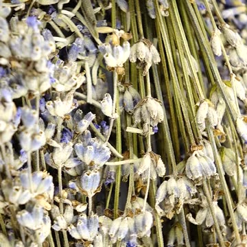 Why are people smoking lavender?