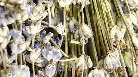 Why are people smoking lavender?
