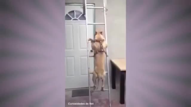 PITBULL DOG ​​DESCENDING INCREDIBLE LADDER