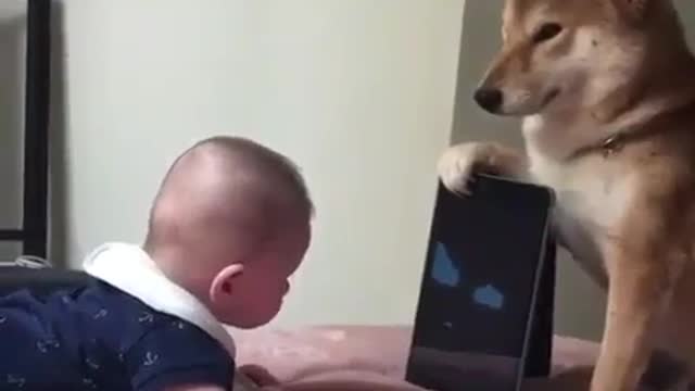 Dogs can play with children