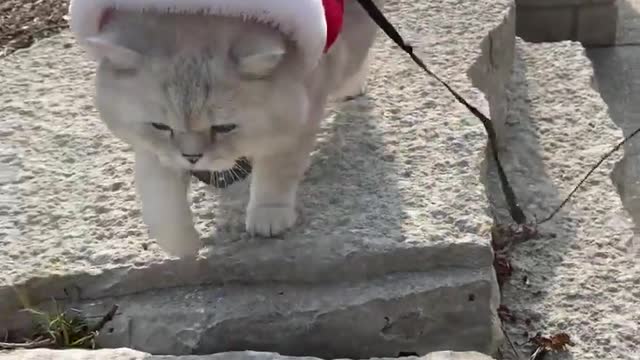 Santa cats 😀🐱