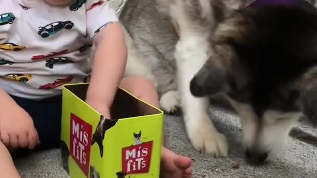 The Full 4 Year Story Of My Husky & Baby Becoming Best Friends