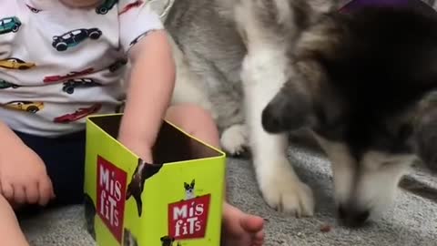 The Full 4 Year Story Of My Husky & Baby Becoming Best Friends