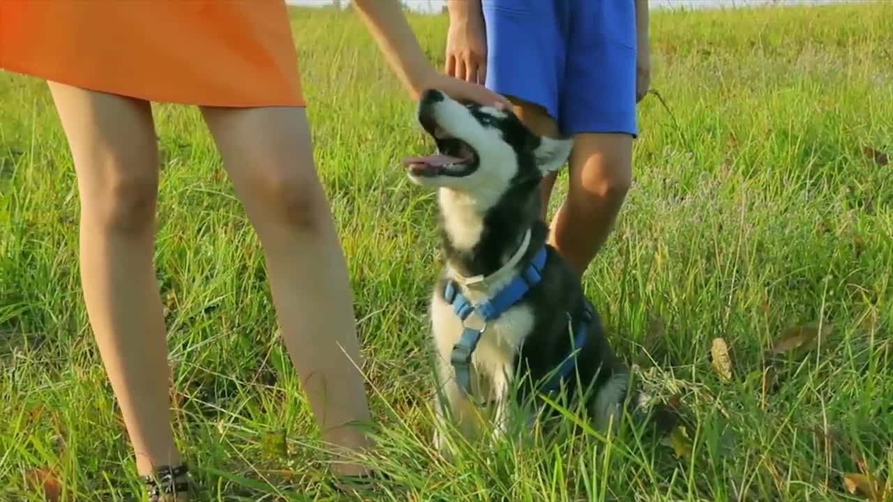 Happy Puppy cannon