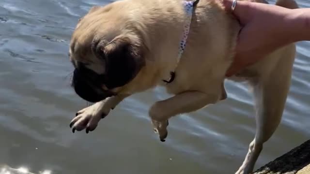 Cute Pug thinks she’s swimming in the air