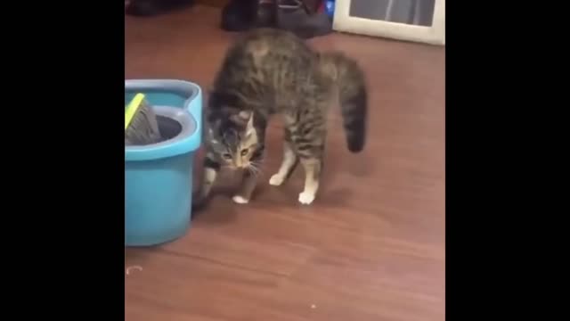 Lonely cat..Funny Animals 👌 | Funny dogs and cats videos | Time for Funny Animals | Cute Pets