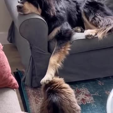 Self petting station ❤️🔥❤️