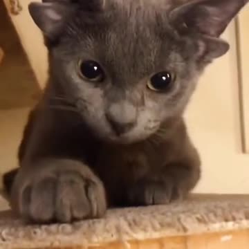 cat video