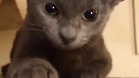 cat video